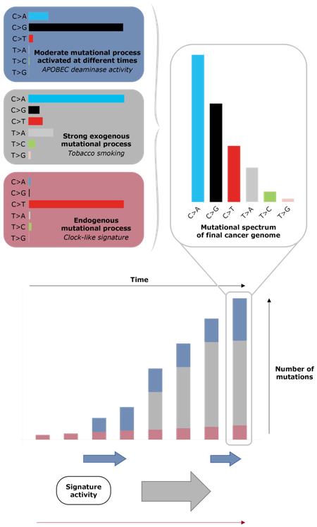 Mutational signatures explainer diagram